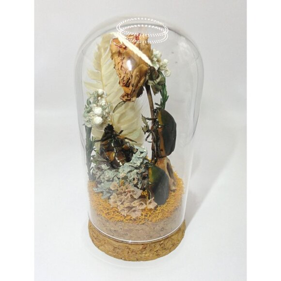 June Bug Sitting In Pinecone Throne Oddity Jar curiosity dome insect taxidermy - Picture 4 of 14
